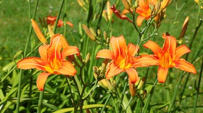 common daylily